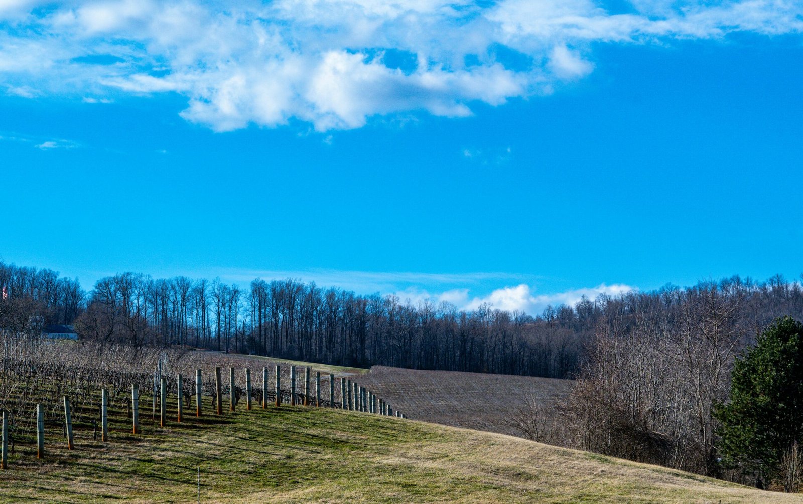 a field with a fence and trees in the background